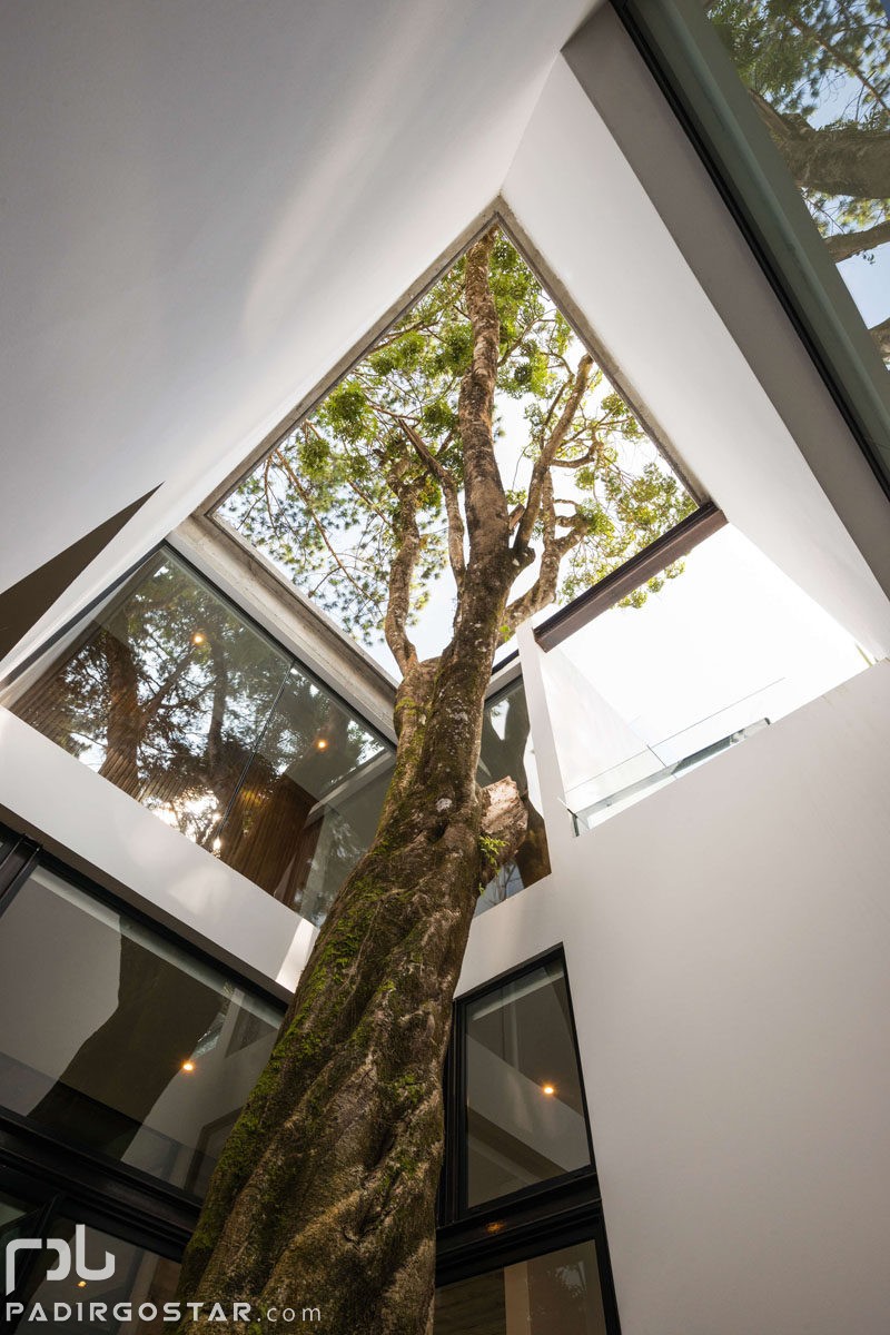طراحی ساختمان در یک جنگل پر درخت
